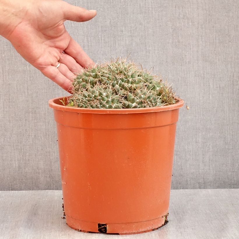 Exemplar von Kaktus - Mammillaria compressa Topf mit 4L/5L wie im Sommer geliefert