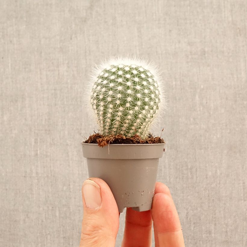 Exemplar von Kaktus - Mammillaria hahniana Mini-Pflanze wie im Frühjahr geliefert