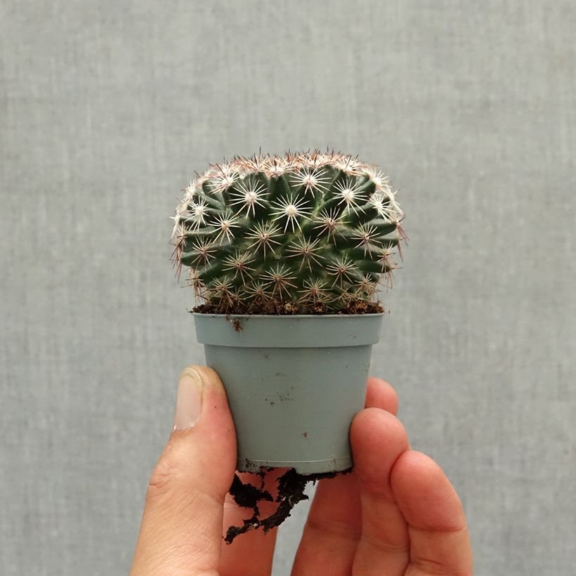 Exemplar von Kaktus - Mammillaria heyderi Mini-Pflanze wie im Frühjahr geliefert