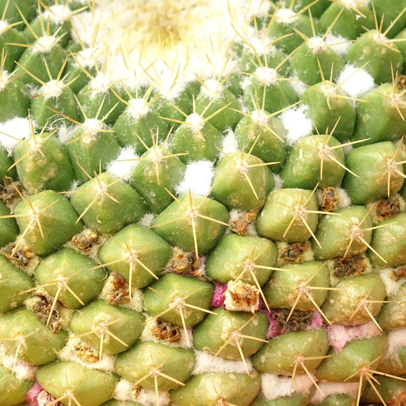 Kaktus - Mammillaria marksiana (Laub)