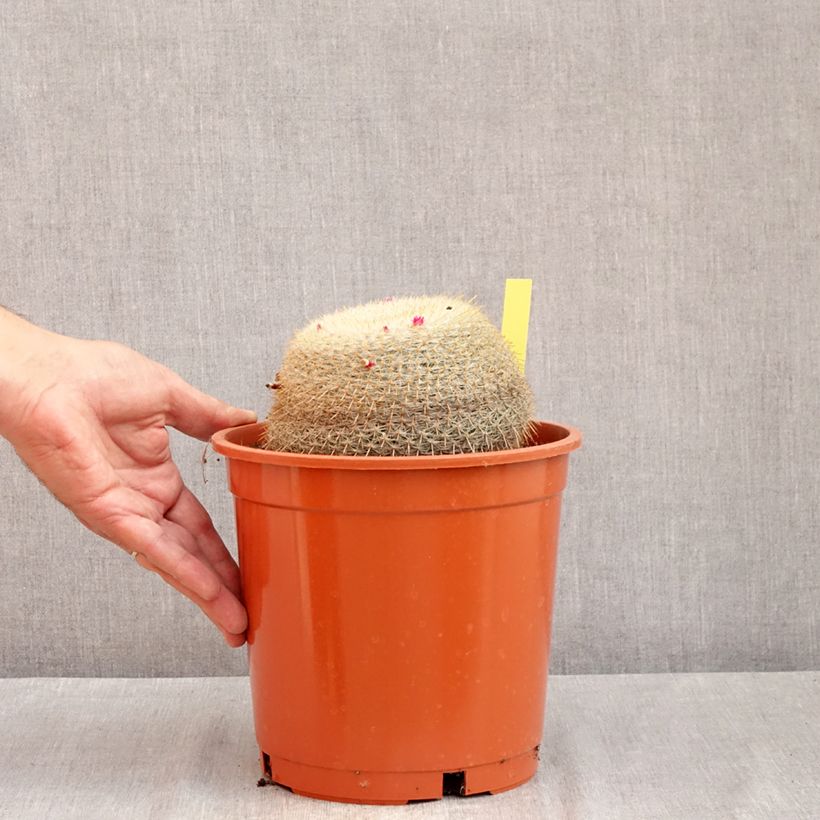 Exemplar von Kaktus - Mammillaria muehlenpfordtii Topf mit 4L/5L wie im Sommer geliefert