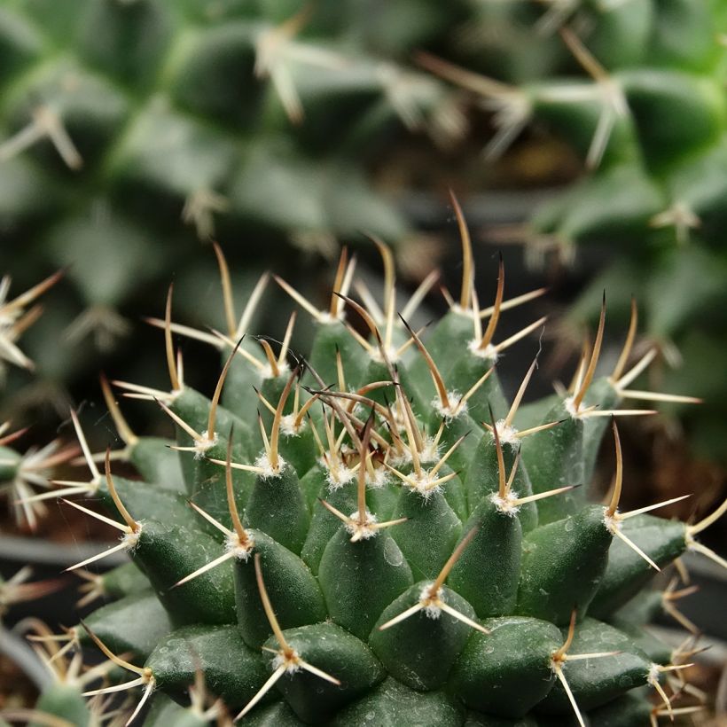 Kaktus - Mammillaria nejapensis Silver Arrows (Laub)