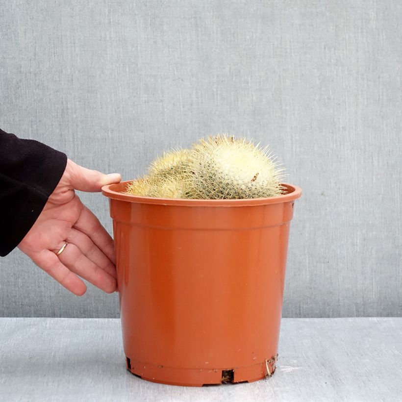 Exemplar von Kaktus - Mammillaria pringlei Topf mit 4L/5L wie im Herbst geliefert