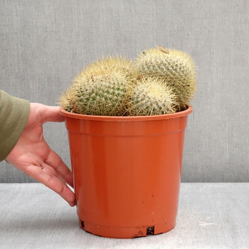 Exemplar von Kaktus - Mammillaria pringlei Topf mit 4L/5L wie im Winter geliefert