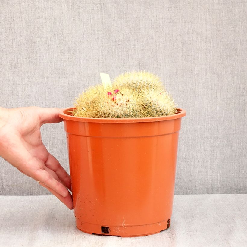 Exemplar von Kaktus - Mammillaria pringlei Topf mit 4L/5L wie im Sommer geliefert