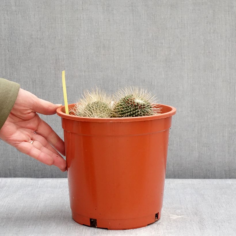 Exemplar von Kaktus - Mammillaria Un Pico Topf mit 4L/5L wie im Winter geliefert