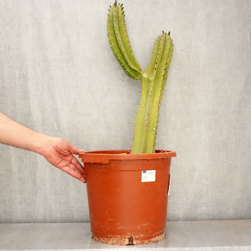 Exemplar von Kaktus - Polaskia chende Topf mit 12L/15L wie im Frühjahr geliefert