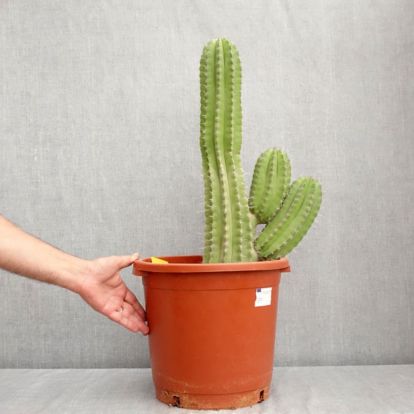 Exemplar von Kaktus - Polaskia chichipe Topf mit 12L/15L wie im Sommer geliefert