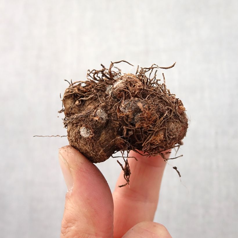 Example of Caladium bicolor Candidum - Buntwurz Zwiebel size I as you get in printemps