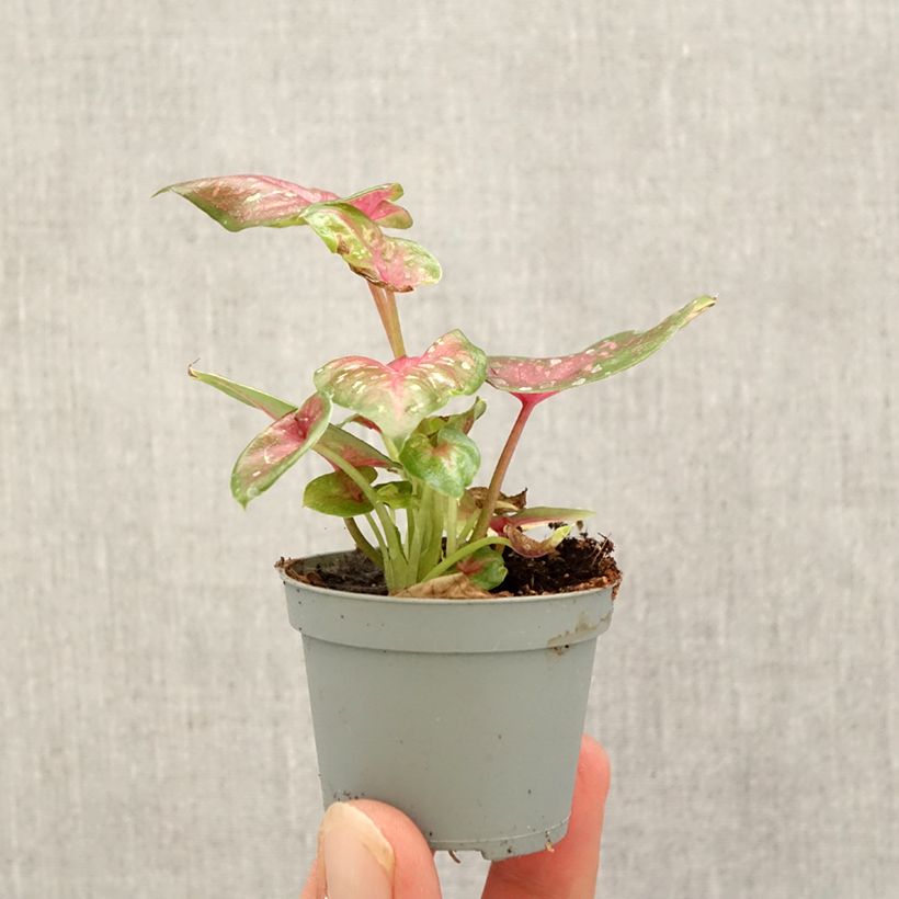 Exemplar von Caladium Casey Mini-plante wie im Herbst geliefert