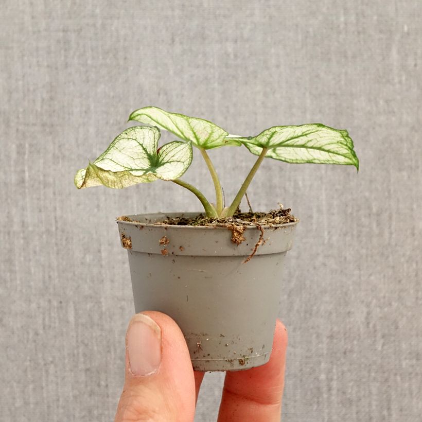 Exemplar von Caladium Kelly Mini-Pflanze wie im Frühjahr geliefert