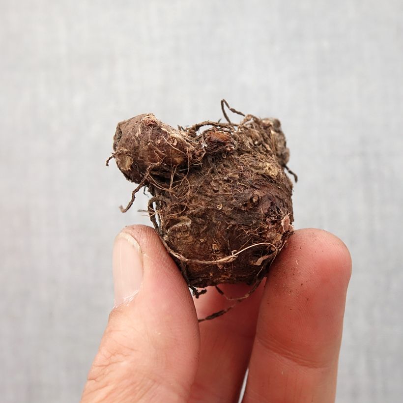 Example of Caladium White Queen Zwiebel size 4+ as you get in printemps