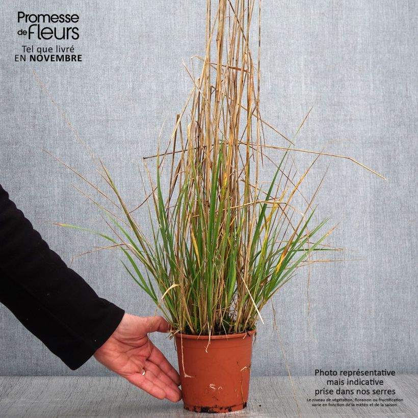 Example of Calamagrostis acutiflora Avalanche - Reitgras Topf mit 1L/1,5L as you get in automne