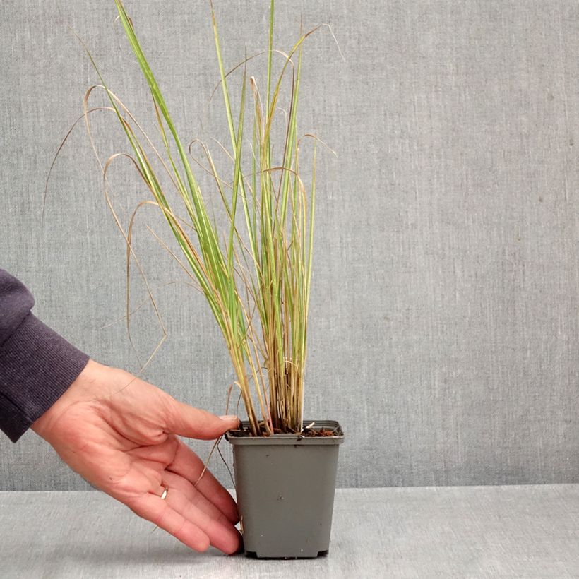 Exemplar von Calamagrostis acutiflora Eldorado - Reitgras Kleine Töpfe von 8/9 cm wie im Herbst geliefert