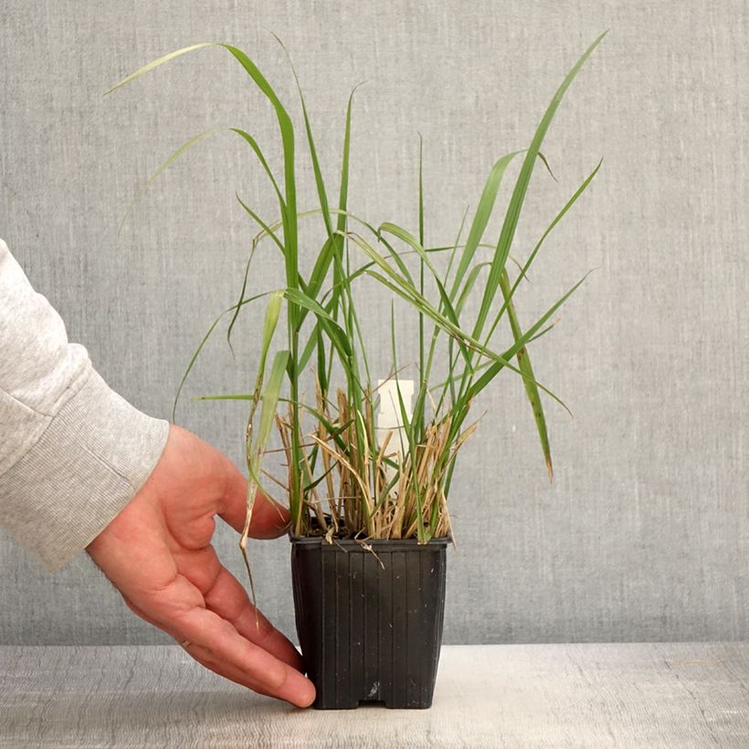 Example of Calamagrostis acutiflora Eldorado - Reitgras Kleine Töpfe von 8/9 cm as you get in printemps
