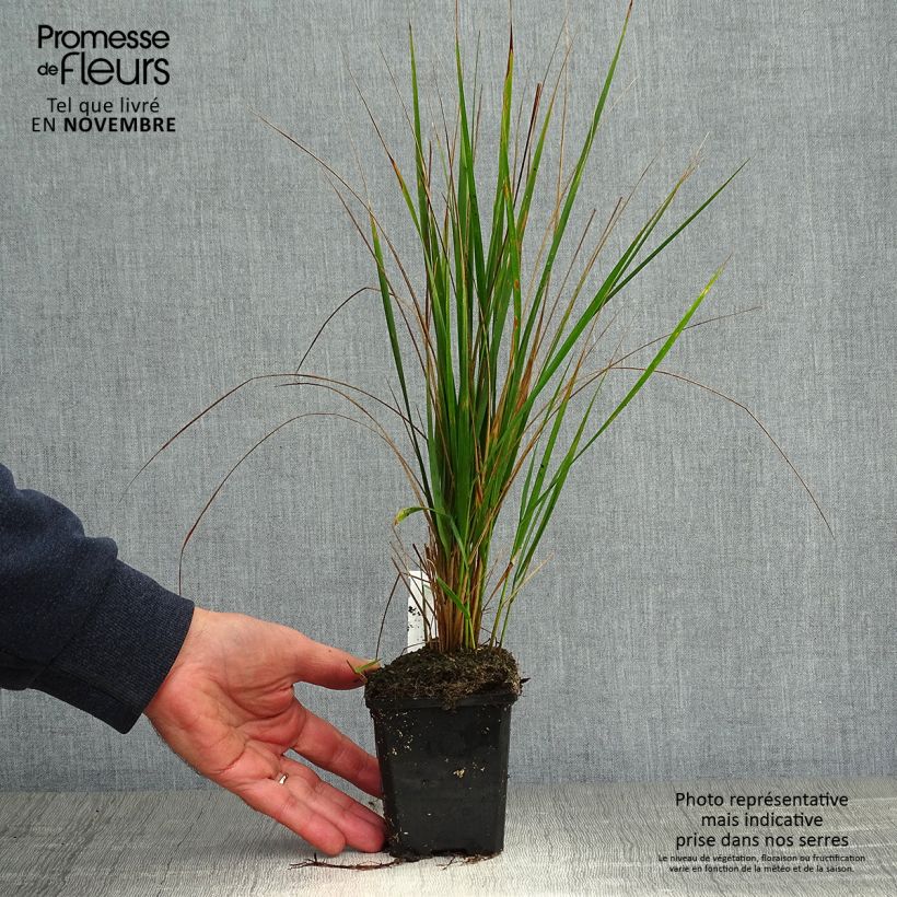Example of Calamagrostis acutiflora Karl Foerster - Reitgras Kleine Töpfe von 8/9 cm as you get in automne