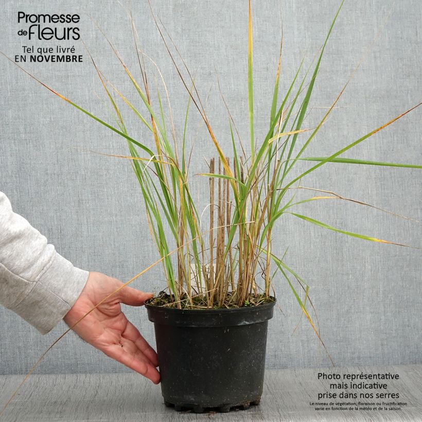 Example of Calamagrostis acutiflora Karl Foerster - Reitgras Topf mit 2L/3L as you get in automne