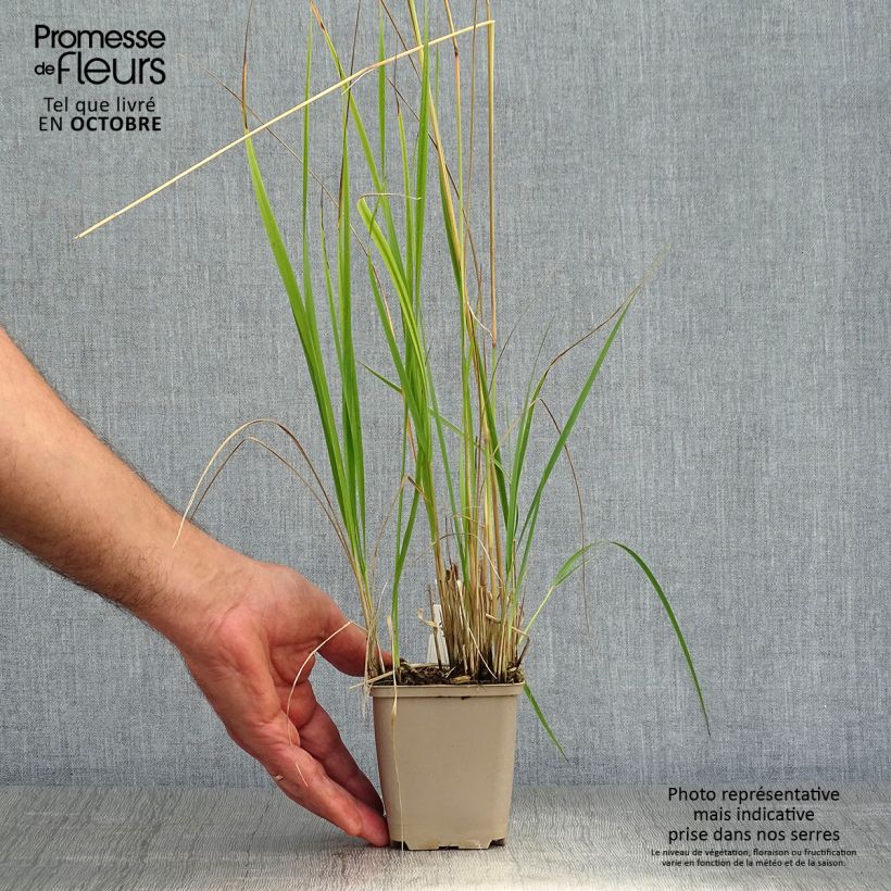 Example of Calamagrostis acutiflora Overdam - Reitgras Kleine Töpfe von 8/9 cm as you get in automne