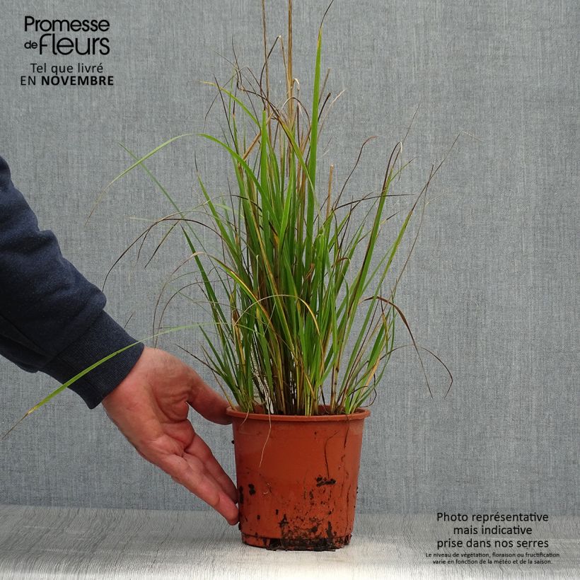 Example of Calamagrostis acutiflora Waldenbuch - Reitgras Topf mit 1L/1,5L as you get in automne