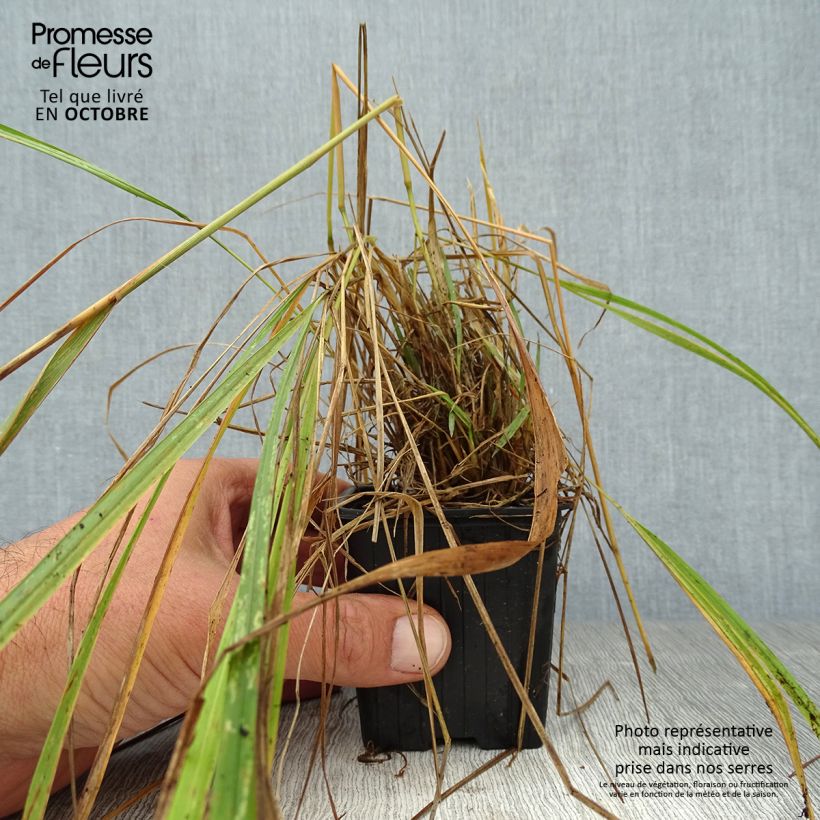 Example of Calamagrostis brachytricha - Diamantgras Kleine Töpfe von 8/9 cm as you get in automne
