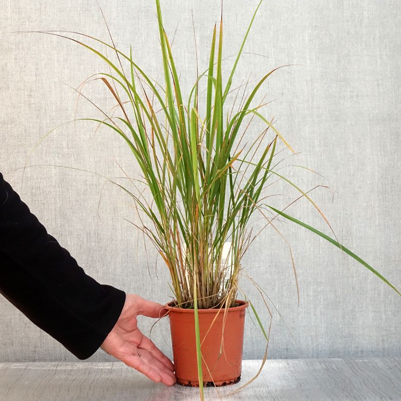 Example of Calamagrostis brachytricha - Diamantgras Topf mit 1L/1,5L as you get in automne