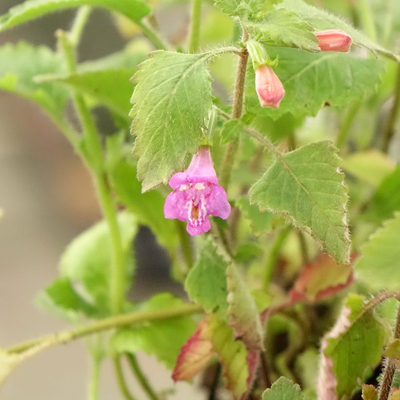 Großblütige Bergminze - Calamintha grandiflora (Foliage)