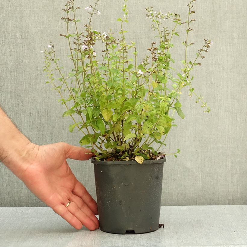 Exemplar von Kleine Bergminze - Calamintha nepeta Topf mit 2L/3L wie im Herbst geliefert