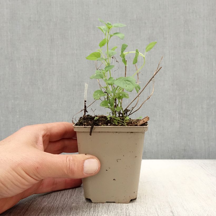 Exemplar von Calamintha nepeta Weisser Riese - Kleine Bergminze Kleine Töpfe von 8/9 cm wie im Frühjahr geliefert