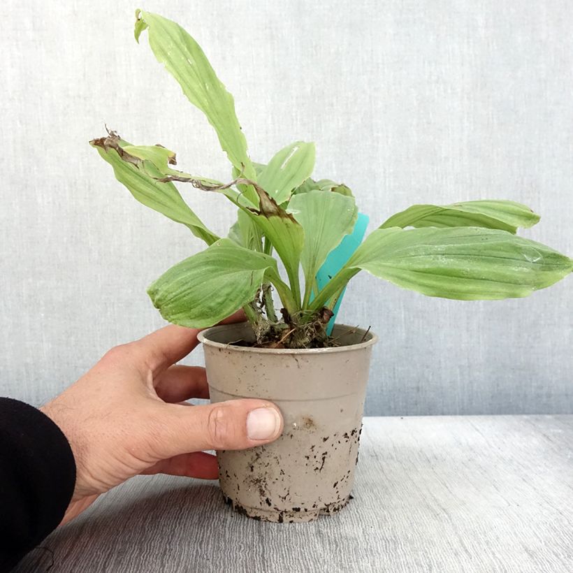 Example of Calanthe Arizona Dream - Gartenorchidee Topf mit 1L/1,5L as you get in automne