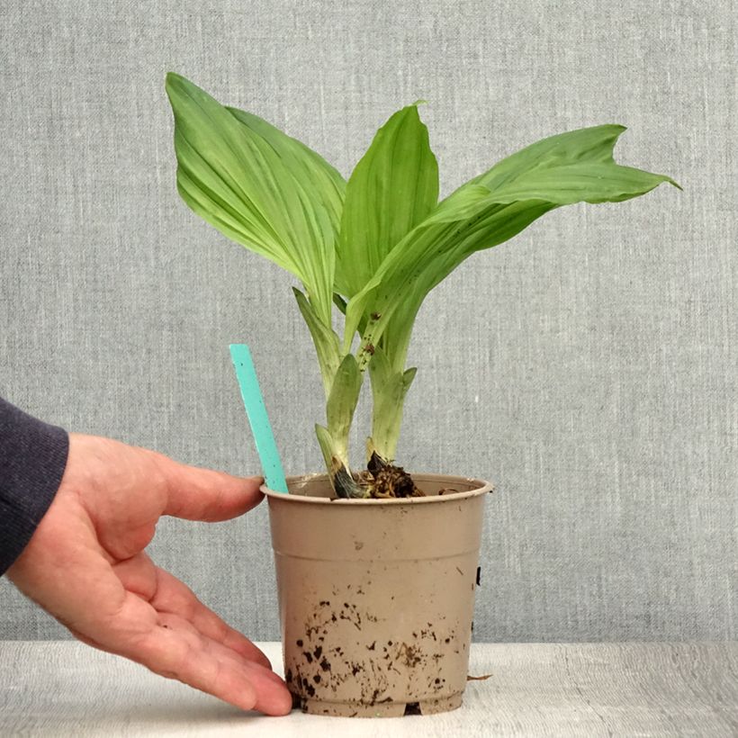 Exemplar von Calanthe Arizona Dream - Gartenorchidee Topf mit 1L/1,5L wie im Sommer geliefert