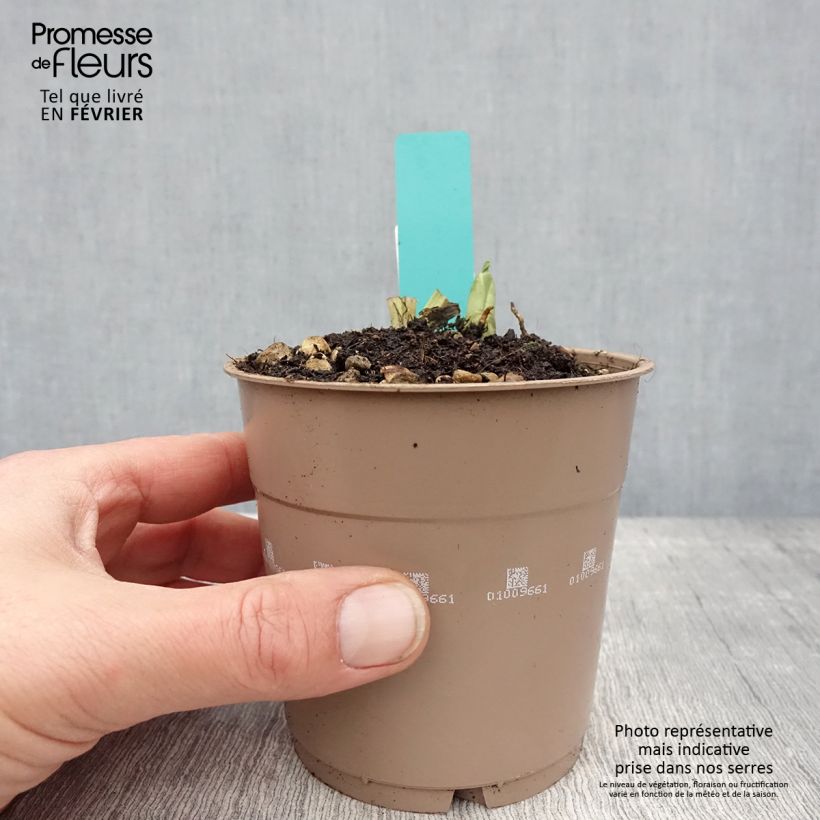 Exemplar von Calanthe discolor - Gartenorchidee Topf mit 1L/1,5L Kaliber/Größe I wie im Winter geliefert