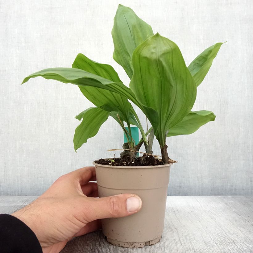 Example of Calanthe Olive Green - Gartenorchidee Topf mit 1,5L/2L as you get in automne