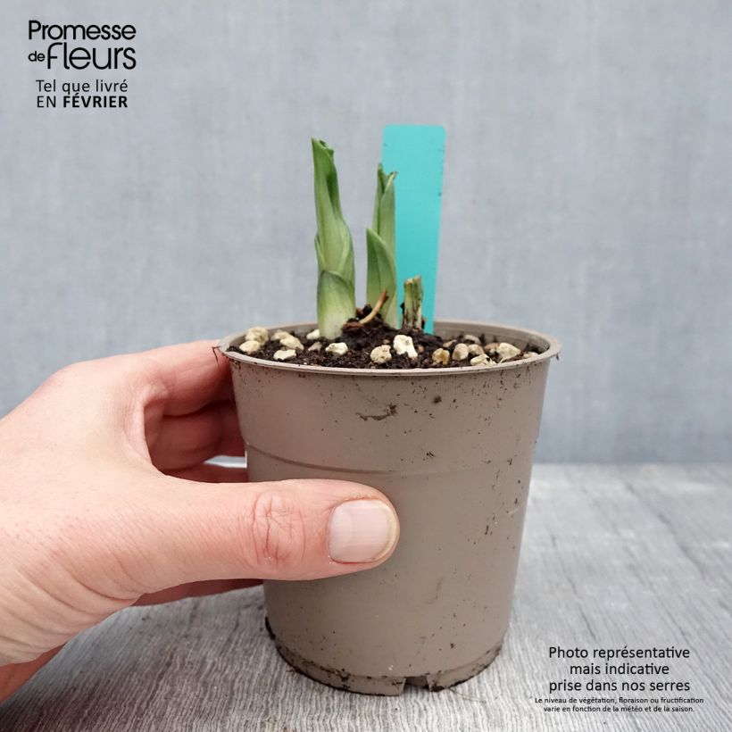 Exemplar von Calanthe Olive Green - Gartenorchidee Topf mit 1,5L/2L wie im Winter geliefert