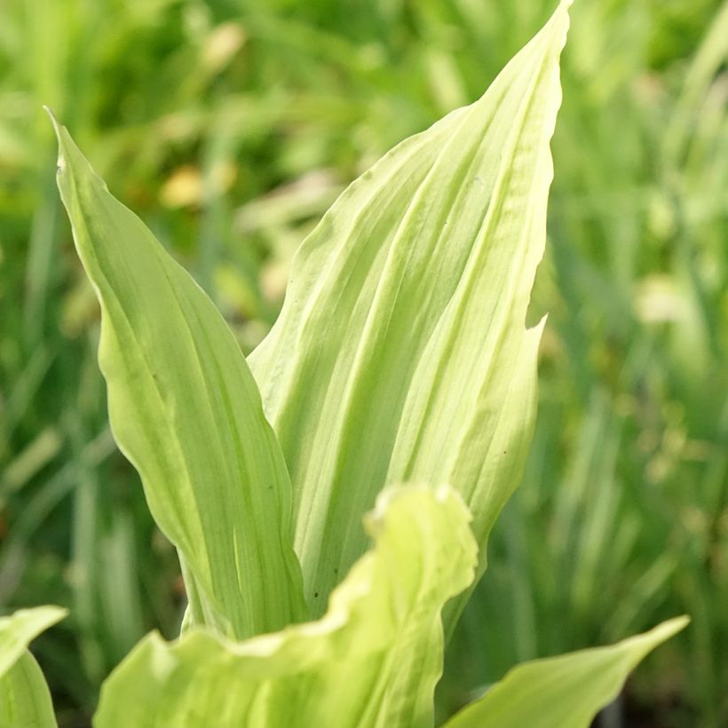 Calanthe Pink & Cream - Gartenorchidee (Laub)