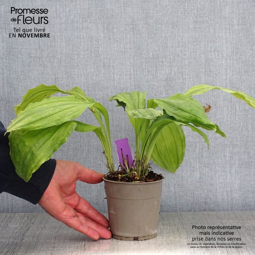 Example of Calanthe Pink & Cream - Gartenorchidee Topf mit 1,5L/2L as you get in automne