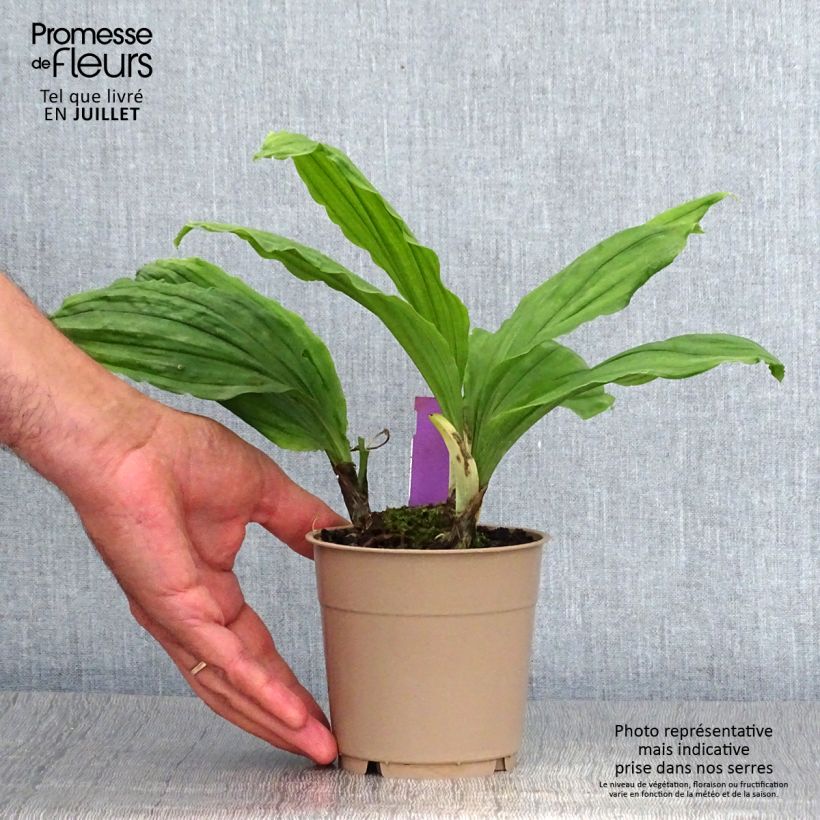 Exemplar von Calanthe Pink & Cream - Gartenorchidee Topf mit 1,5L/2L wie im Sommer geliefert