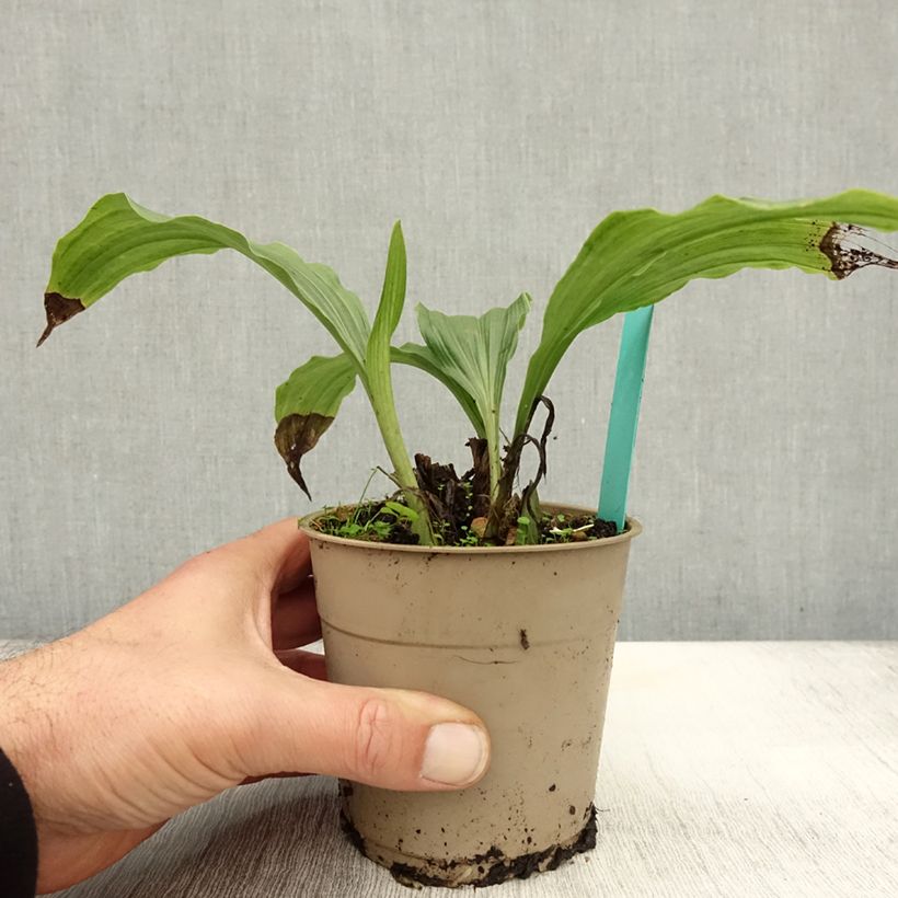 Example of Calanthe Takane - Gartenorchidee Topf mit 1L/1,5L as you get in automne