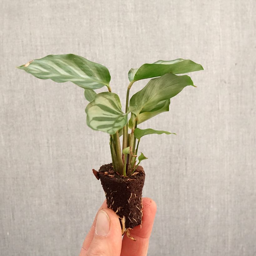 Example of Calathea Freddie - Korbmaranten Mini-plante as you get in printemps
