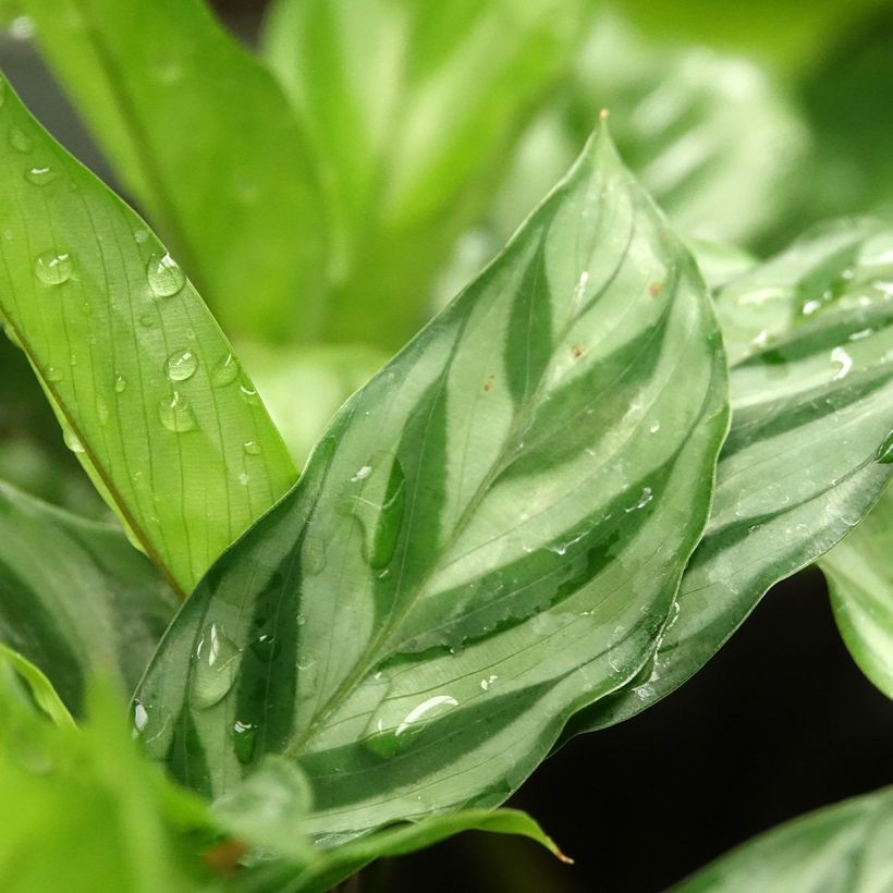 Calathea Freddie - Korbmaranten (Laub)