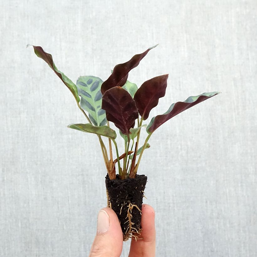 Exemplar von Calathea insignis - Korbmaranten Mini-plante wie im Herbst geliefert