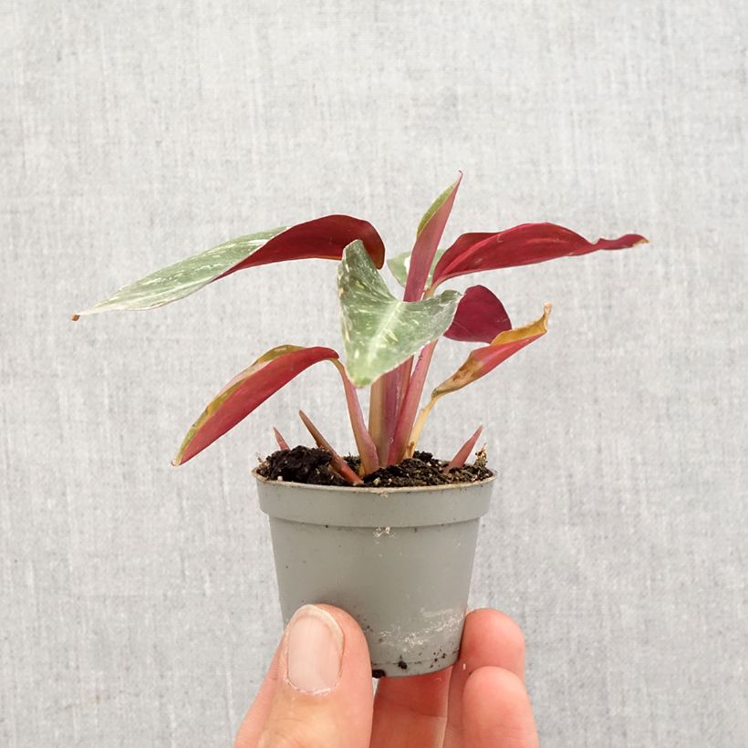 Example of Calathea Magic Star - Korbmaranten Mini-plante as you get in printemps