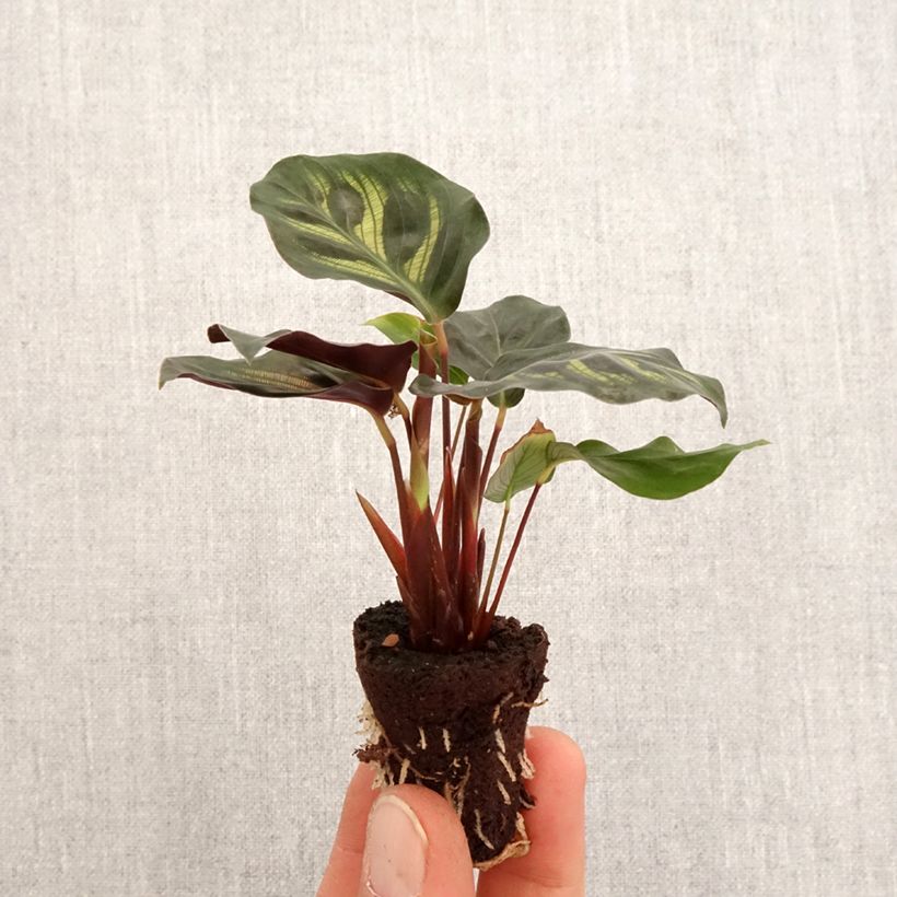 Example of Calathea makoyana - Korbmaranten Mini-plante as you get in printemps