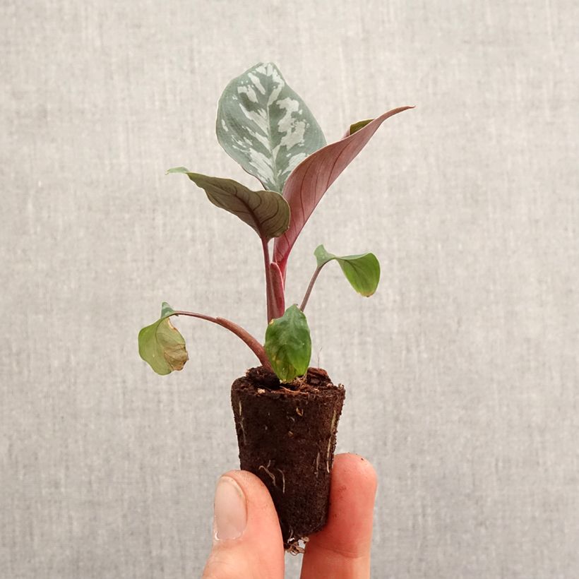 Example of Calathea Maui Queen - Korbmaranten Mini-plante as you get in printemps
