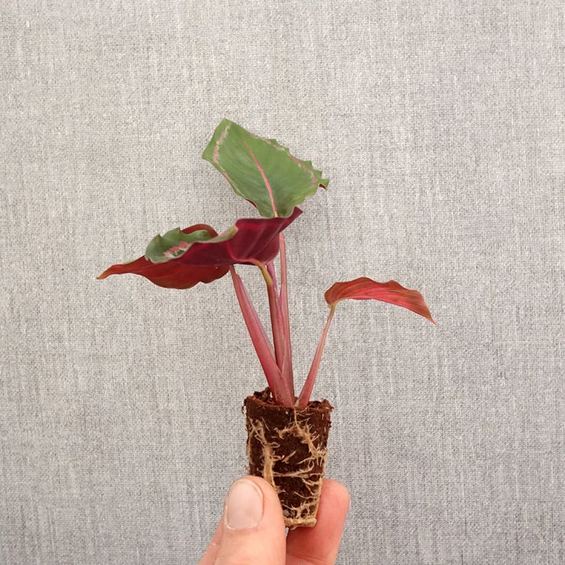 Example of Calathea Medaillon - Korbmaranten Mini-plante as you get in printemps