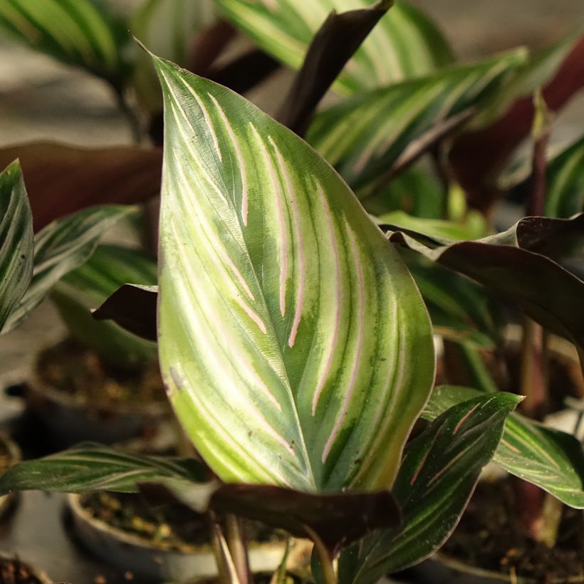 Calathea Meili - Korbmaranten (Laub)
