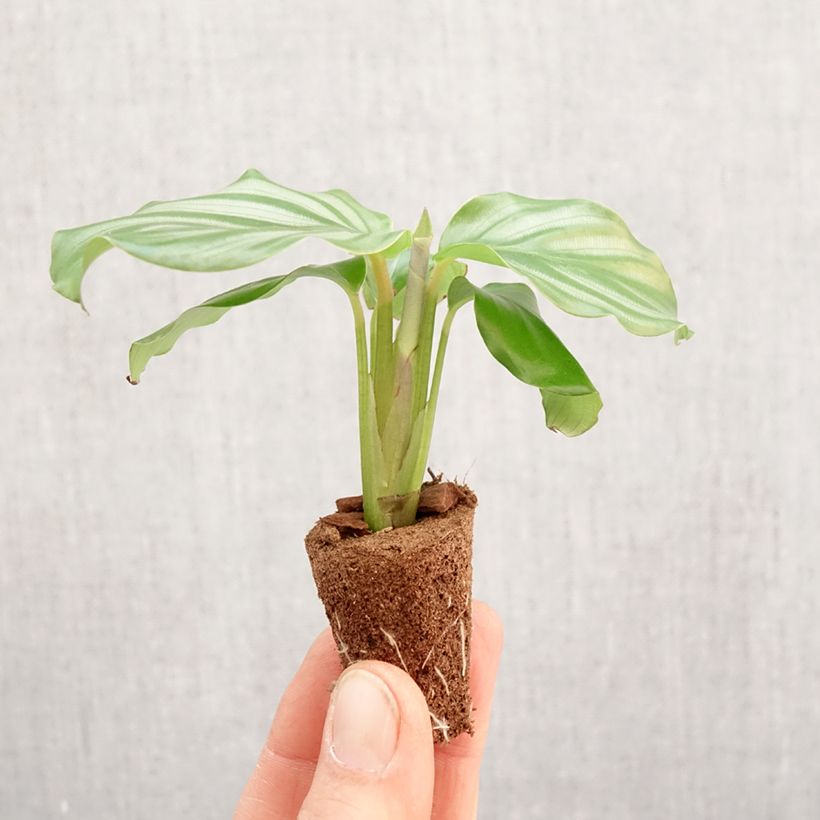 Example of Calathea orbifolia - Korbmaranten Mini-plante as you get in printemps