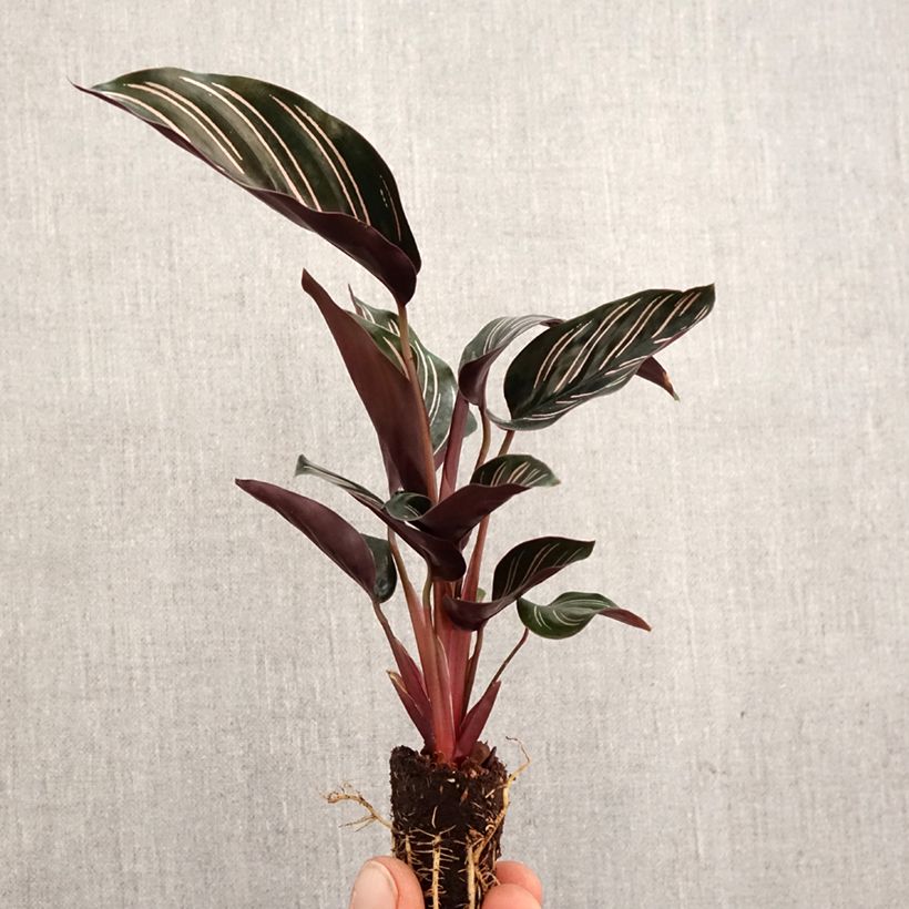 Example of Calathea ornata - Korbmaranten Mini-plante as you get in printemps