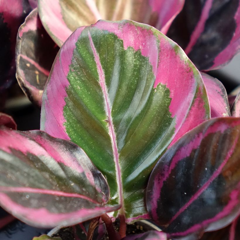 Calathea Princess Jessie - Korbmaranten (Laub)