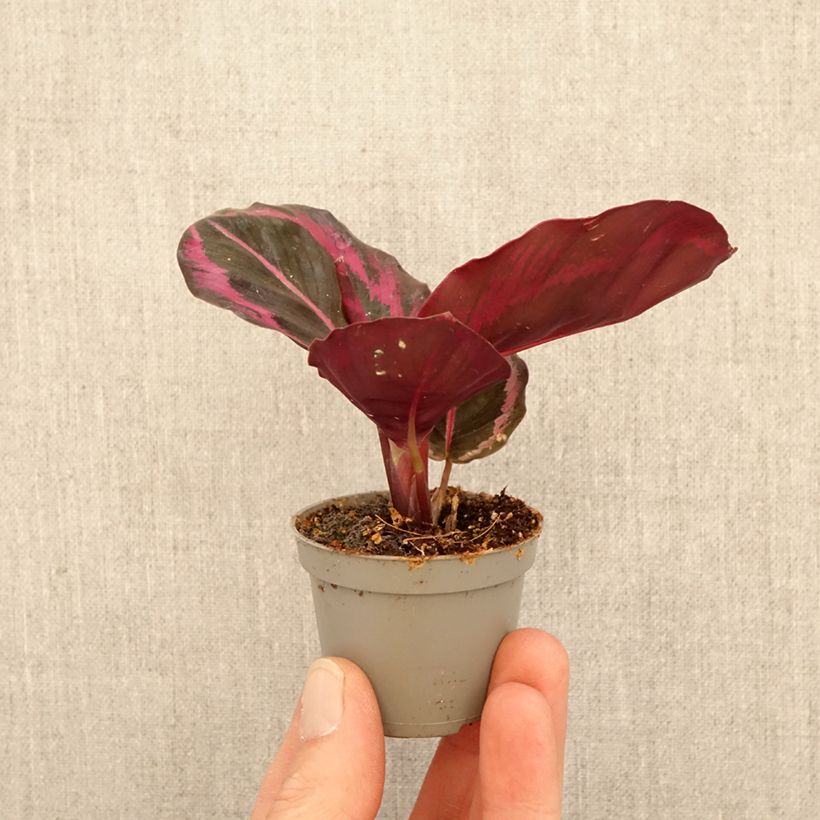 Exemplar von Calathea Princess Jessie - Korbmaranten Mini-Pflanze wie im Frühjahr geliefert