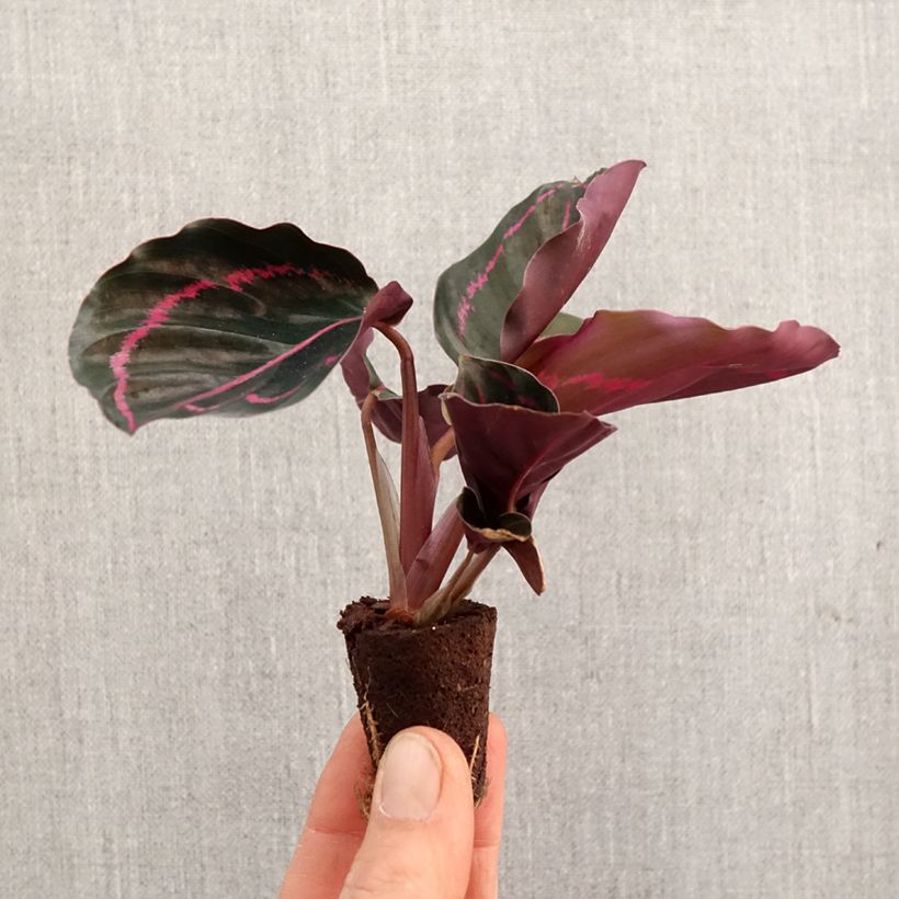 Example of Calathea roseopicta - Korbmaranten Mini-plante as you get in printemps